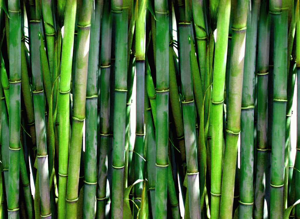 bamboo-1309508851h0v