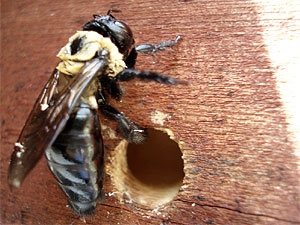 carpenter-bee-hole